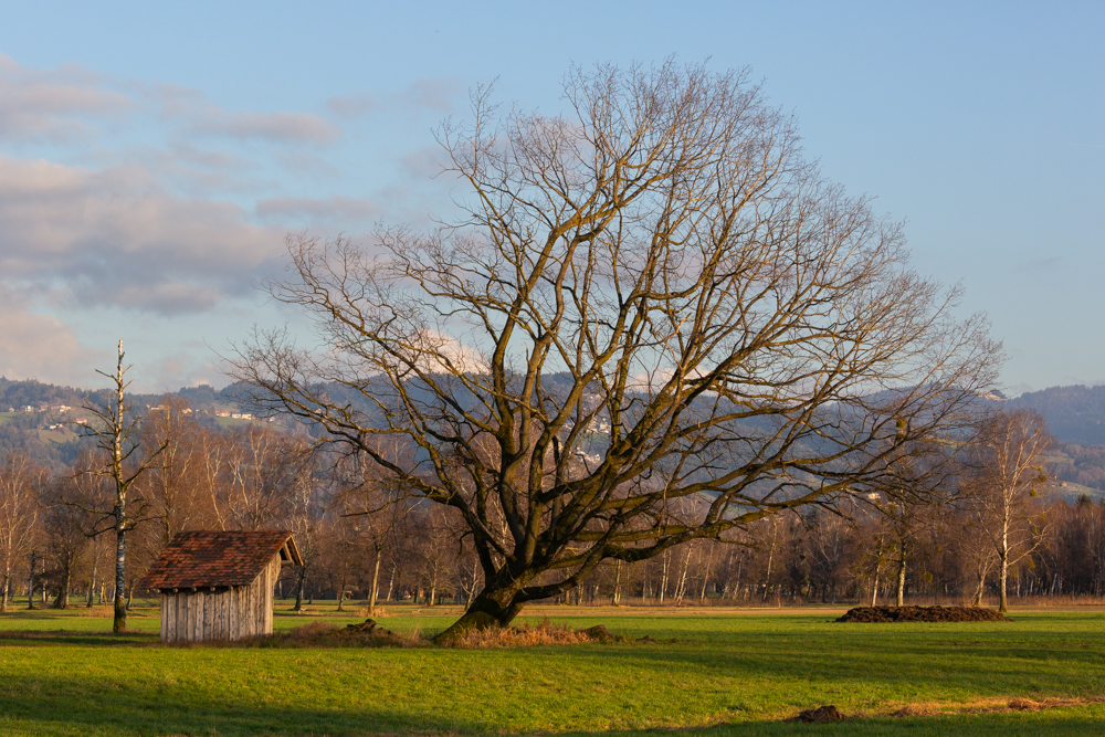 Lauteracherried im Jänner 78